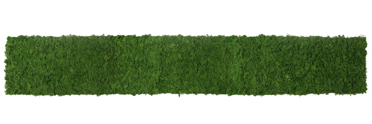 Preserved reindeer moss wall - forest green 0.5 x 2.15m self adhesive back