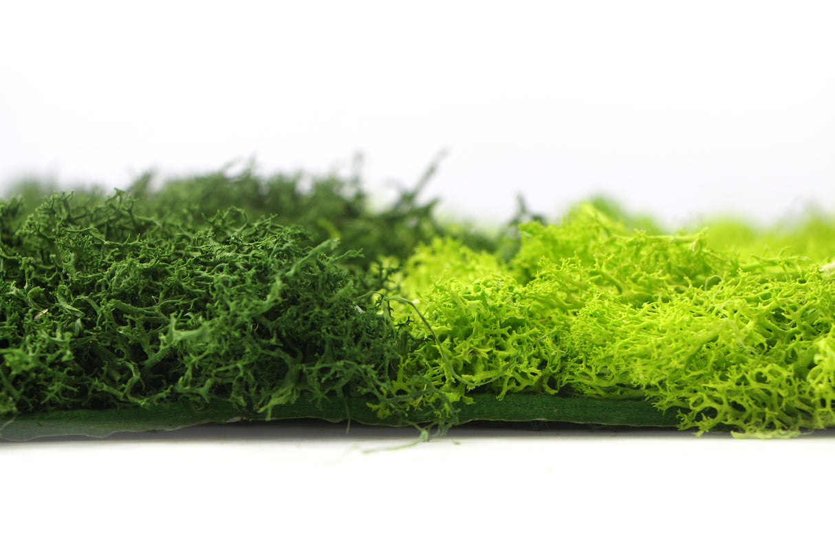 Preserved reindeer moss panel - patterned light green and forest green 0.5 x 3m self adhesive back