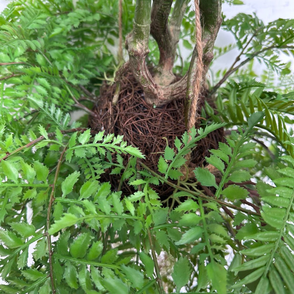 Hanging kokedama plant with woven root ball and surrounding green fern foliage