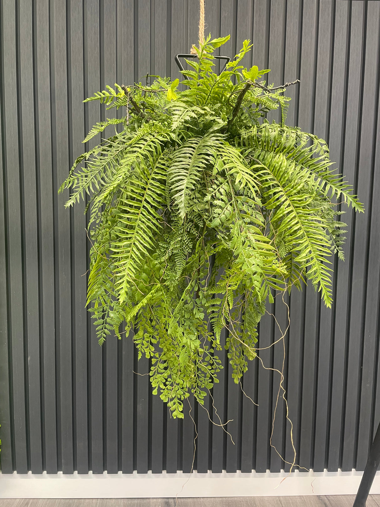 Artificial trailing fern kokedama in a black metal hanging frame 60cm wide 106cm height