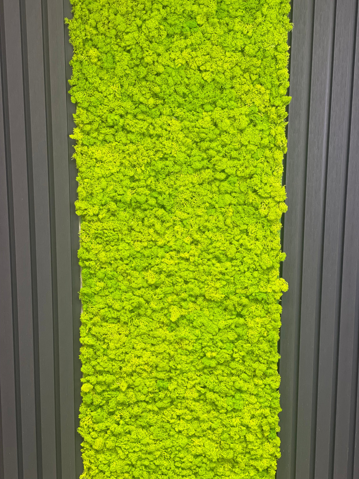 Light green preserved reindeer moss self-adhesive panel close-up, vertical view