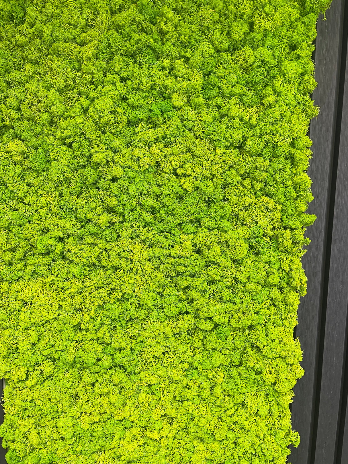 Light green preserved reindeer moss self-adhesive panel close-up, dense textured surface