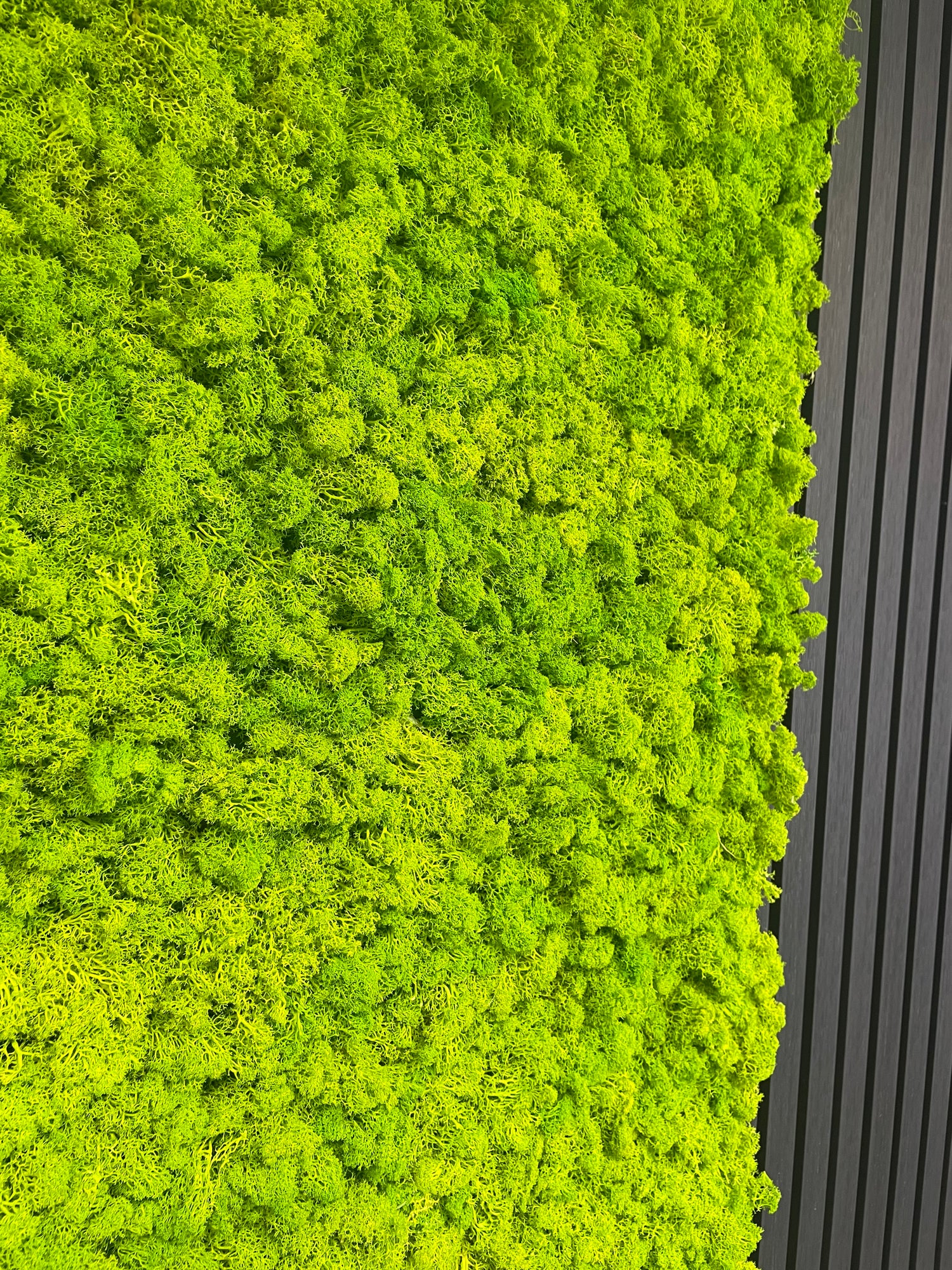 Premium preserved reindeer moss - light green 0.5 x 3m self adhesive panel