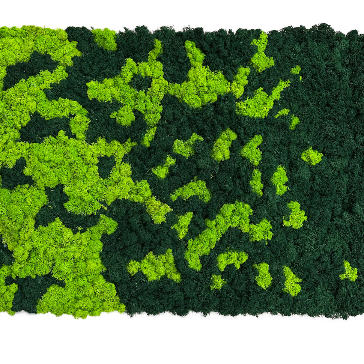 Premium preserved reindeer moss panel - faded light green to dark green 0.5 x 2.5M