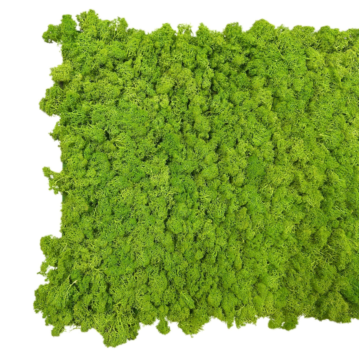 Light green preserved reindeer moss self-adhesive panel sheet with jagged edges