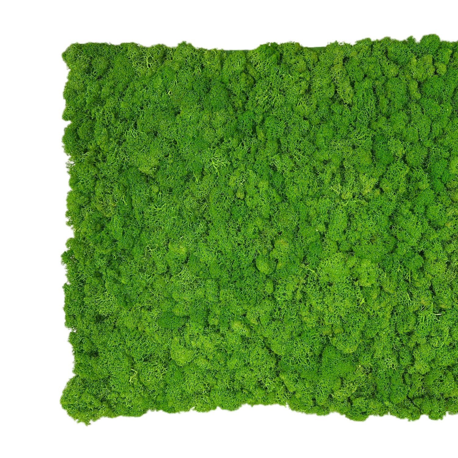 Premium preserved reindeer moss - spring  green 0.5 x 3m self adhesive panel