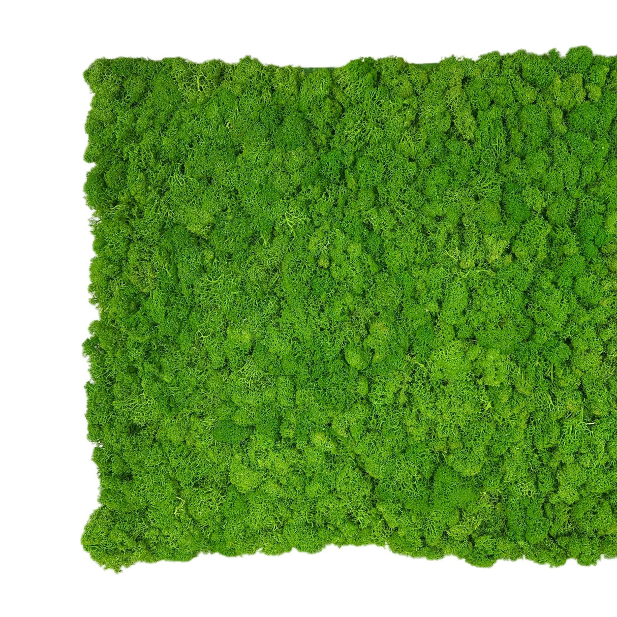Green preserved reindeer moss square panel with thick, textured surface