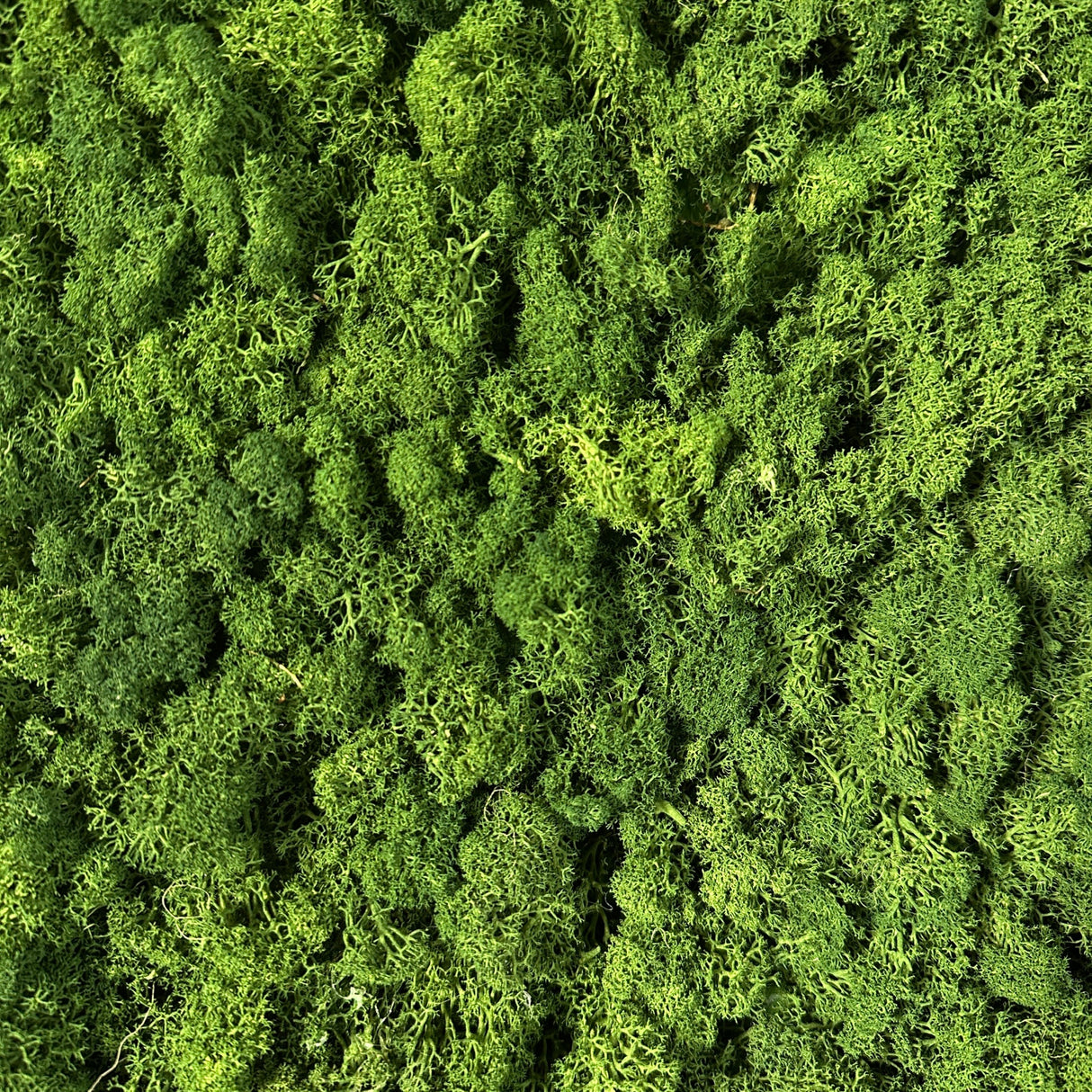 Premium preserved reindeer moss - Forest green 0.5 x 3m self adhesive panel