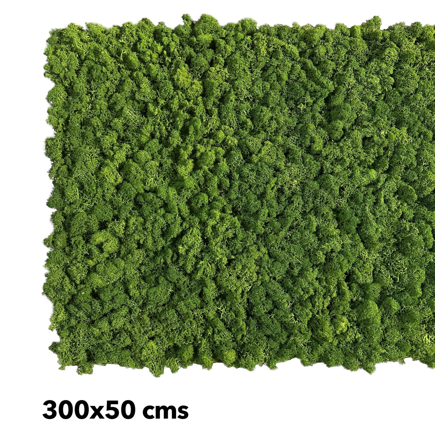 Premium preserved reindeer moss - Forest green 0.5 x 3m self adhesive panel