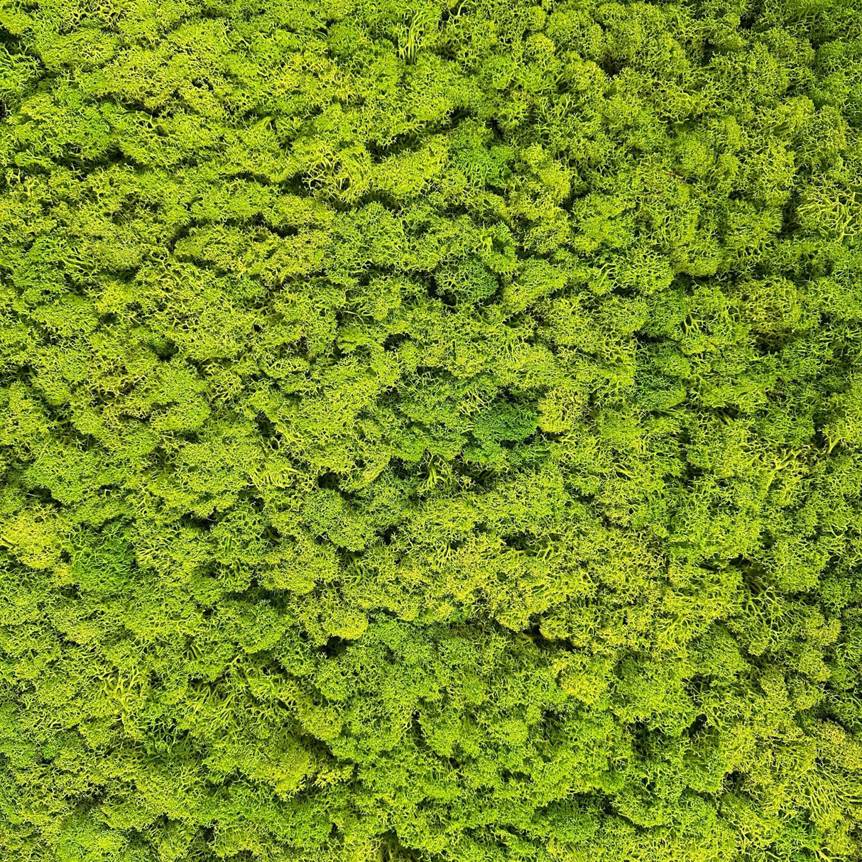 Light green preserved reindeer moss texture close-up on self-adhesive panel
