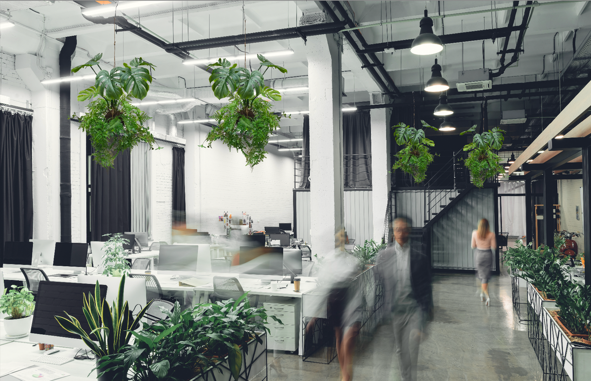 artificial trailing fern kokedama , hanging monstera