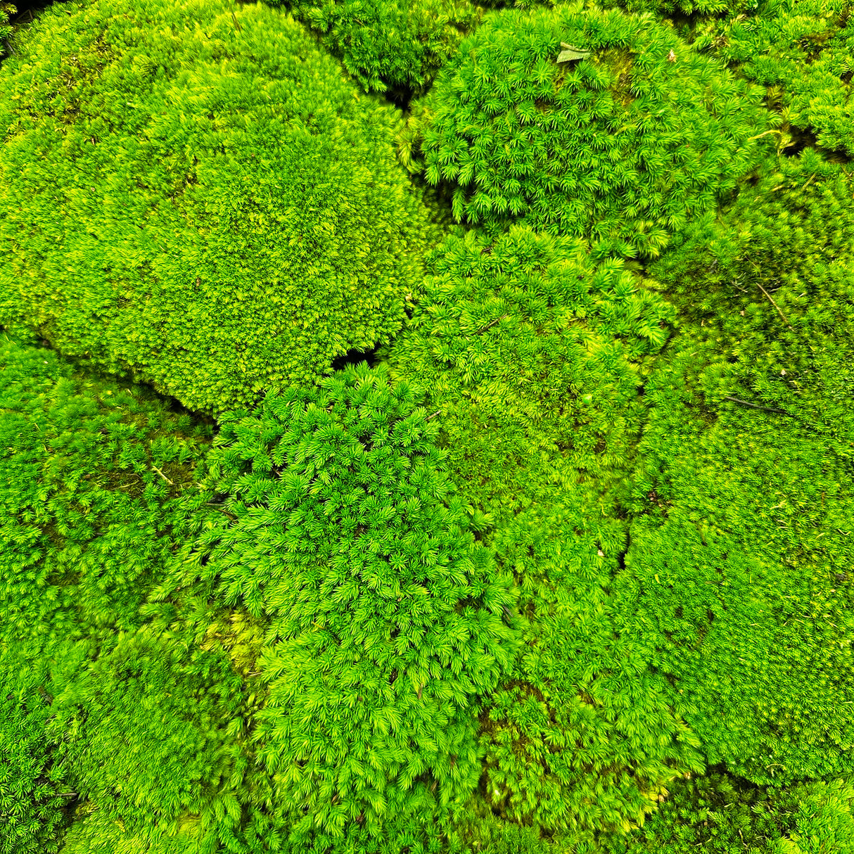 Premium preserved bun moss - green 1m2 self adhesive panel