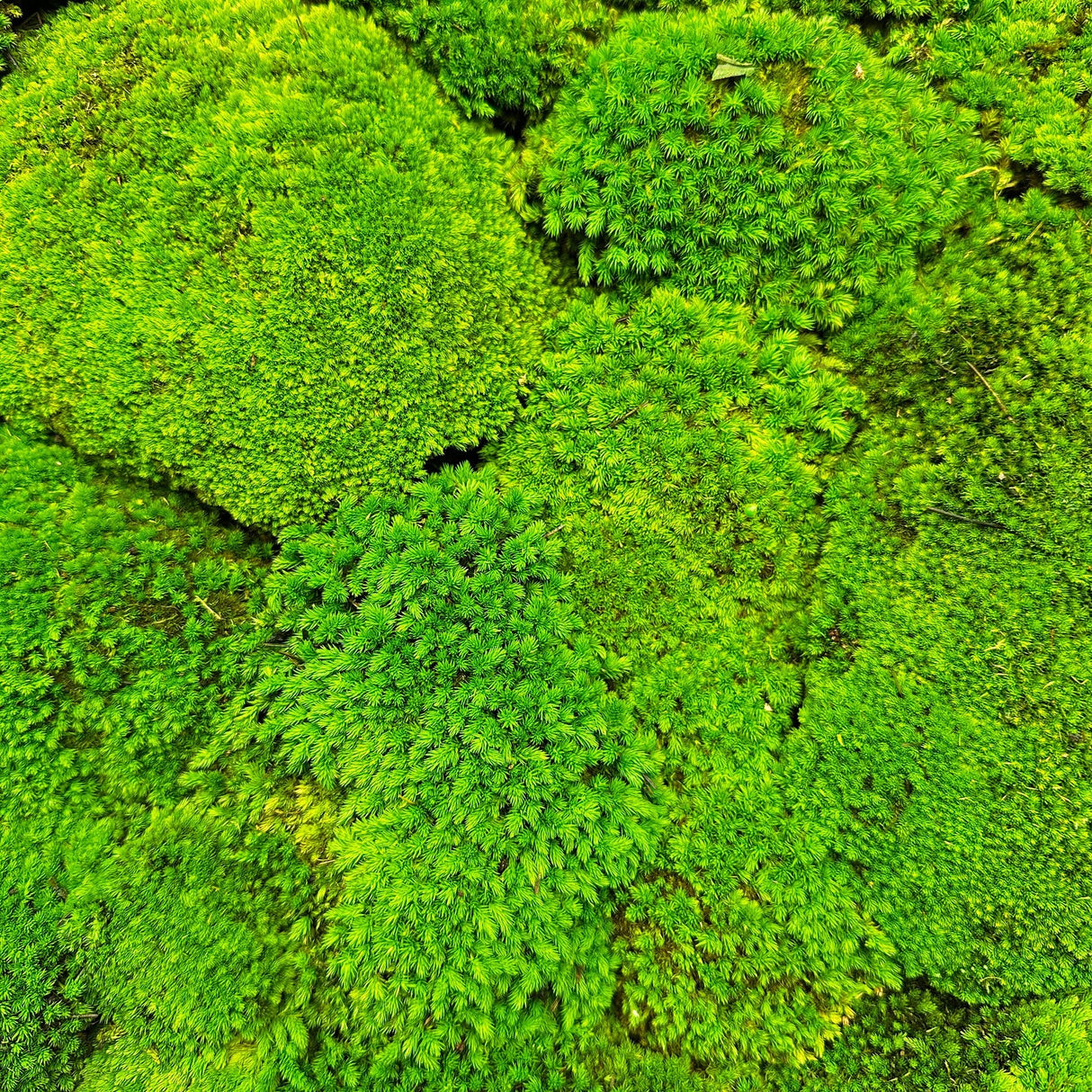 Green preserved bun moss panel detail with thick carpet-like sprouts, close-up