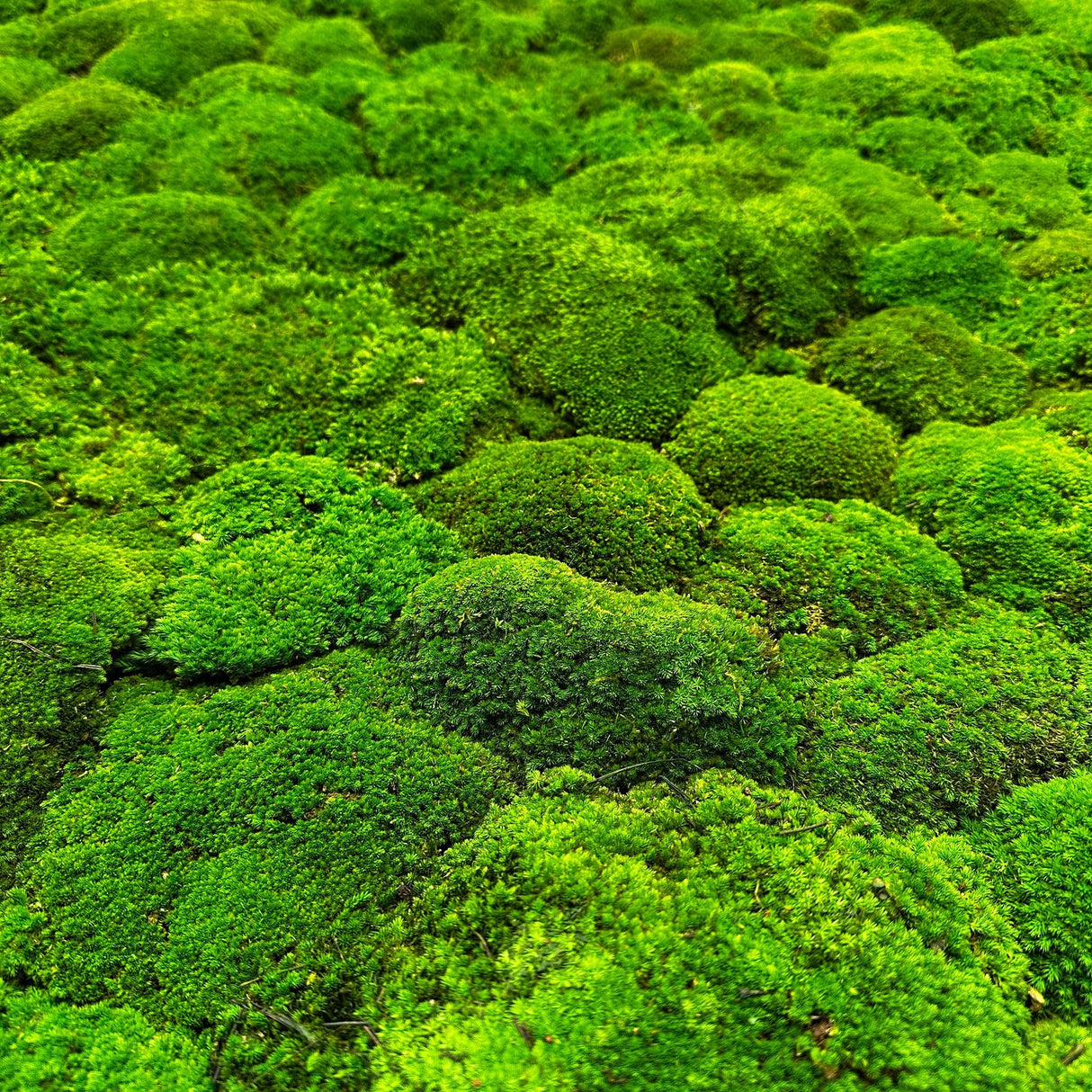 Green preserved bun moss panel texture with dense rounded cushions, close-up