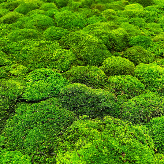 Green preserved bun moss panel texture with dense rounded cushions, close-up