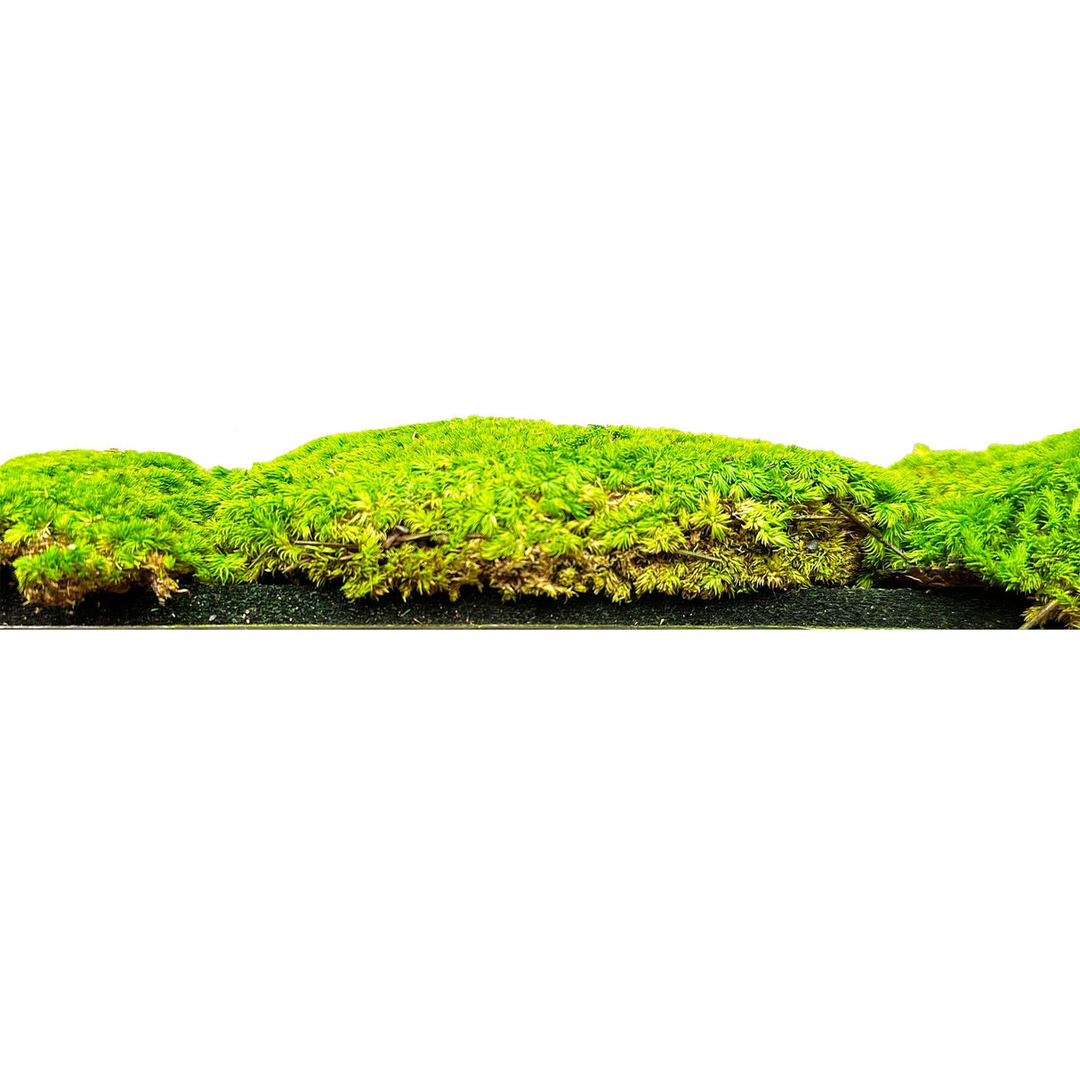 Preserved green bun moss panel with layered surface on black backing