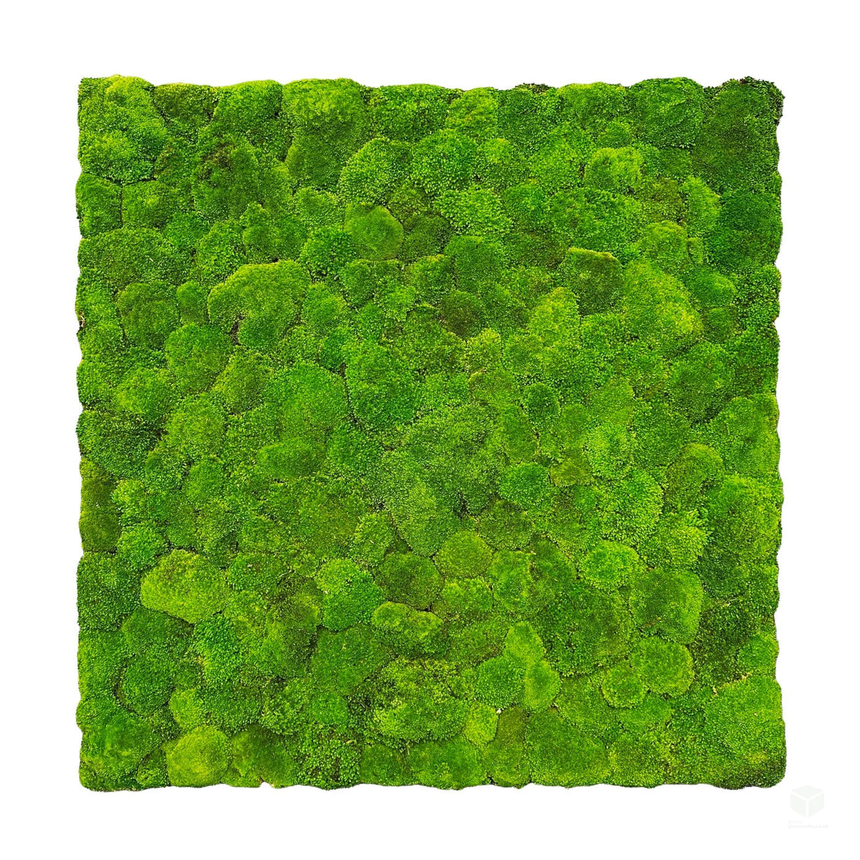 Square preserved green bun moss panel with uniform dense texture, flat view