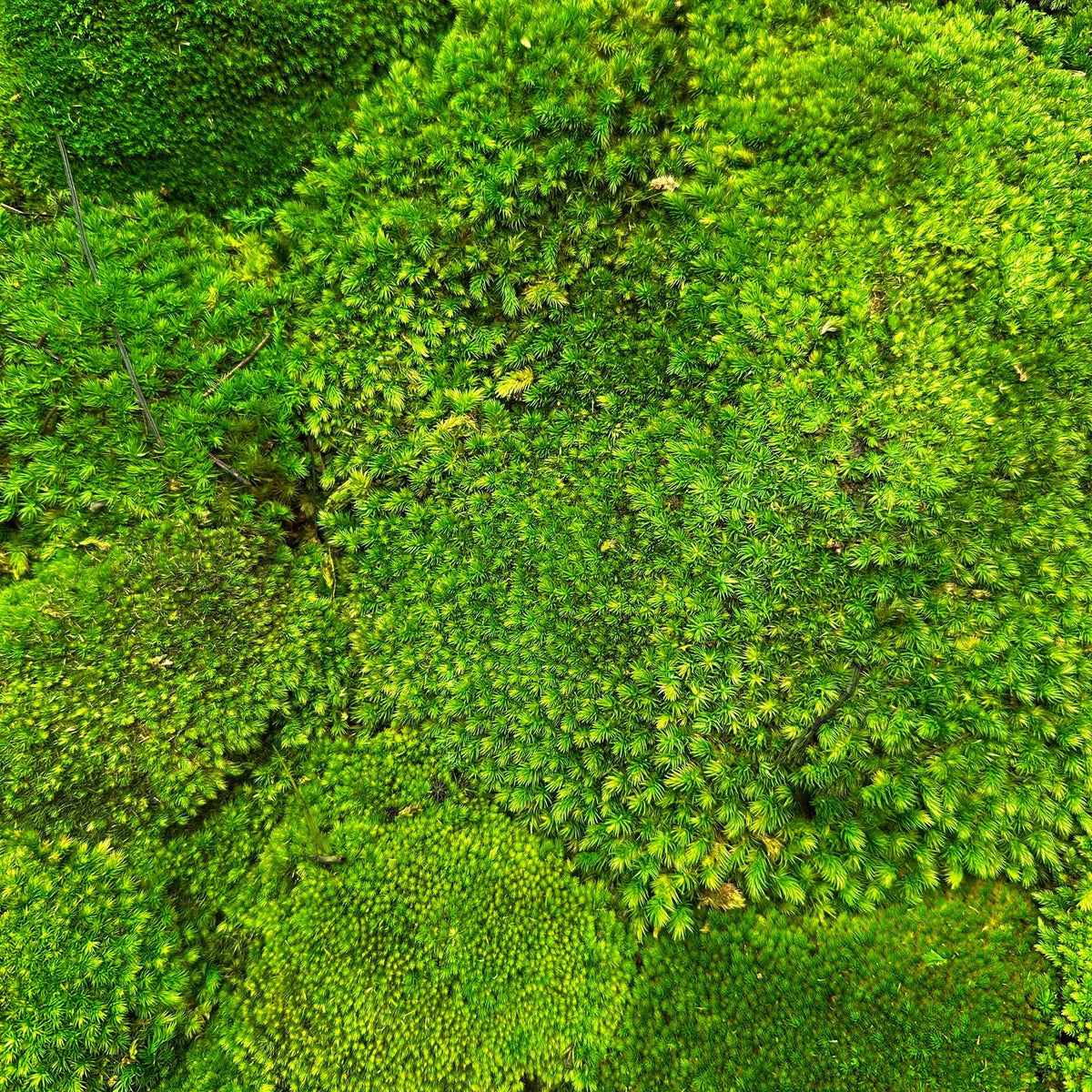 Preserved green moss panel with dense, uneven bushy texture