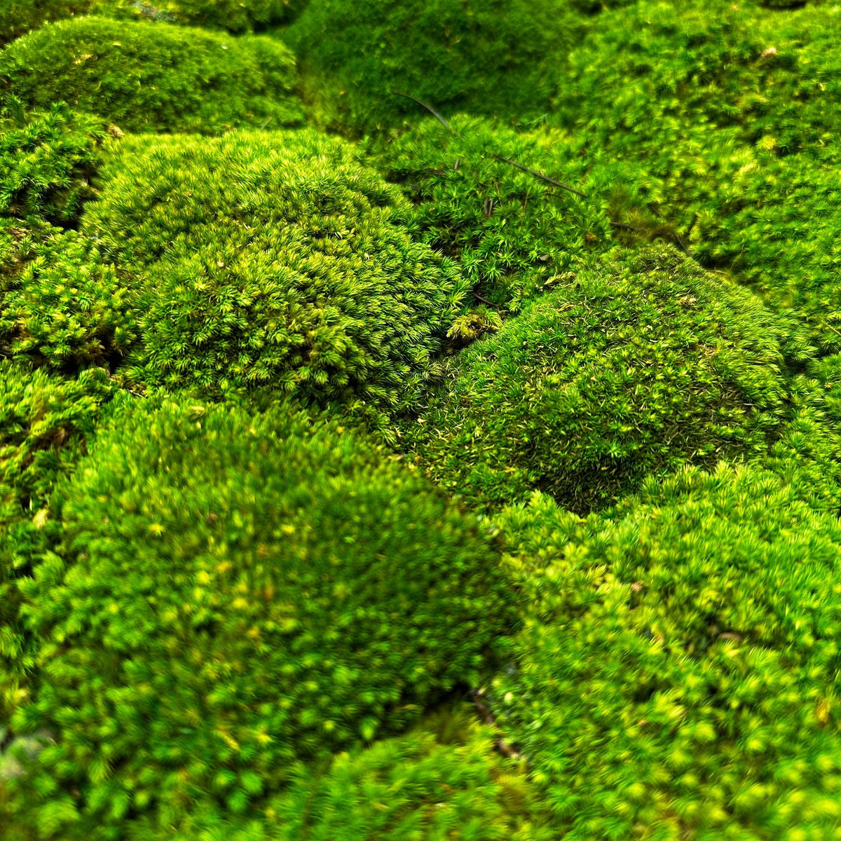 Preserved green moss surface panel with tightly packed cushioning texture