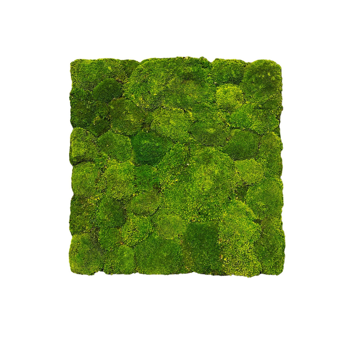 Preserved green moss panel square with dense, cushionlike texture