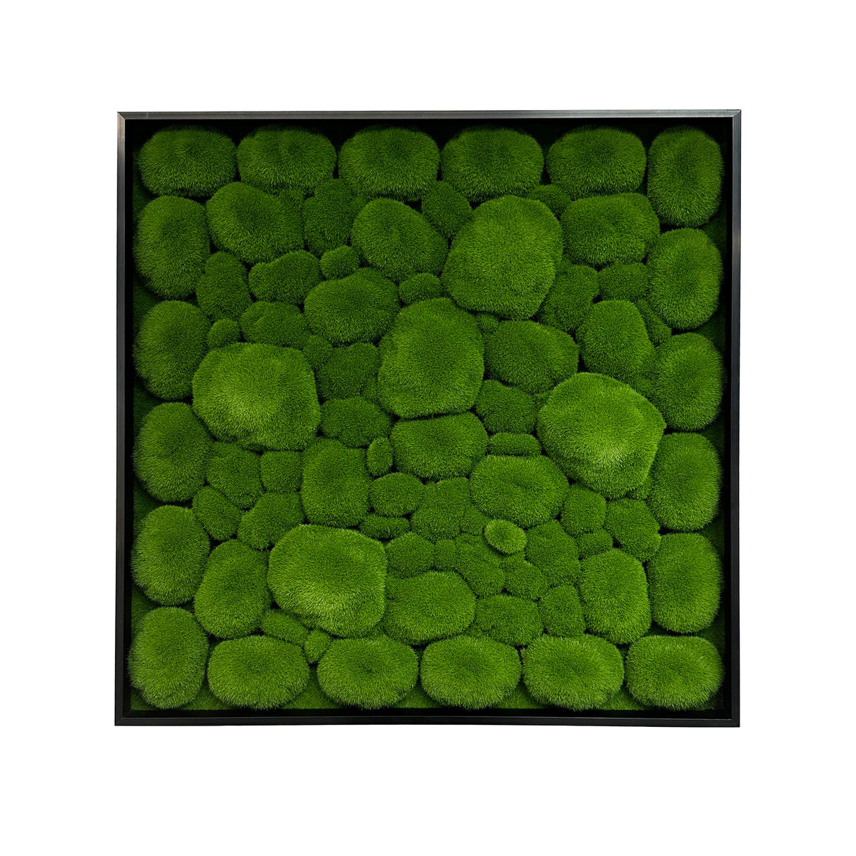 Artificial bun moss wall square art panel black aluminium - 50cm