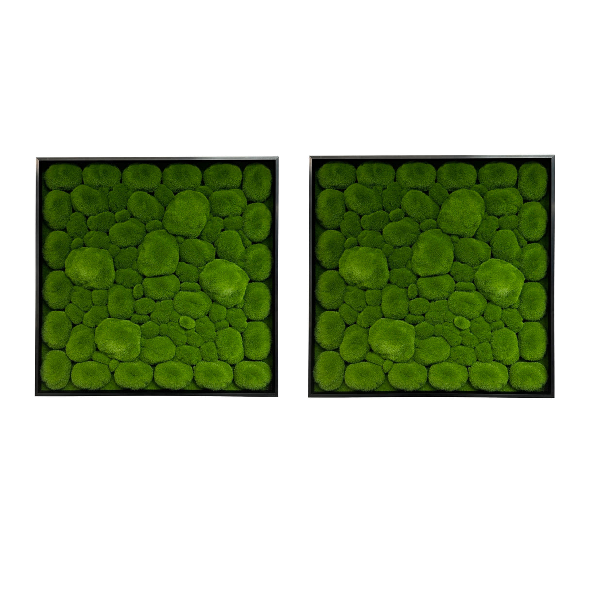 Artificial bun moss wall square art panels black aluminium - 2 x 50cm panels