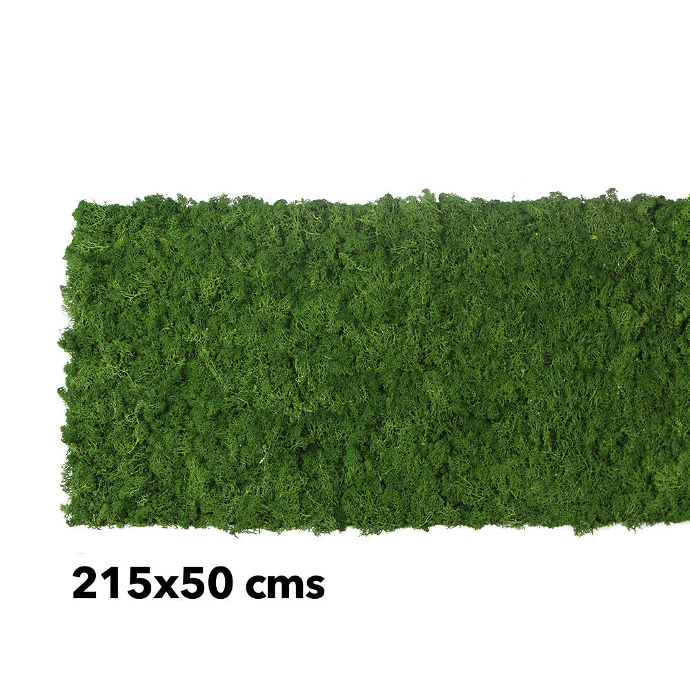 Preserved reindeer moss wall - forest green 0.5 x 2.15m self adhesive back
