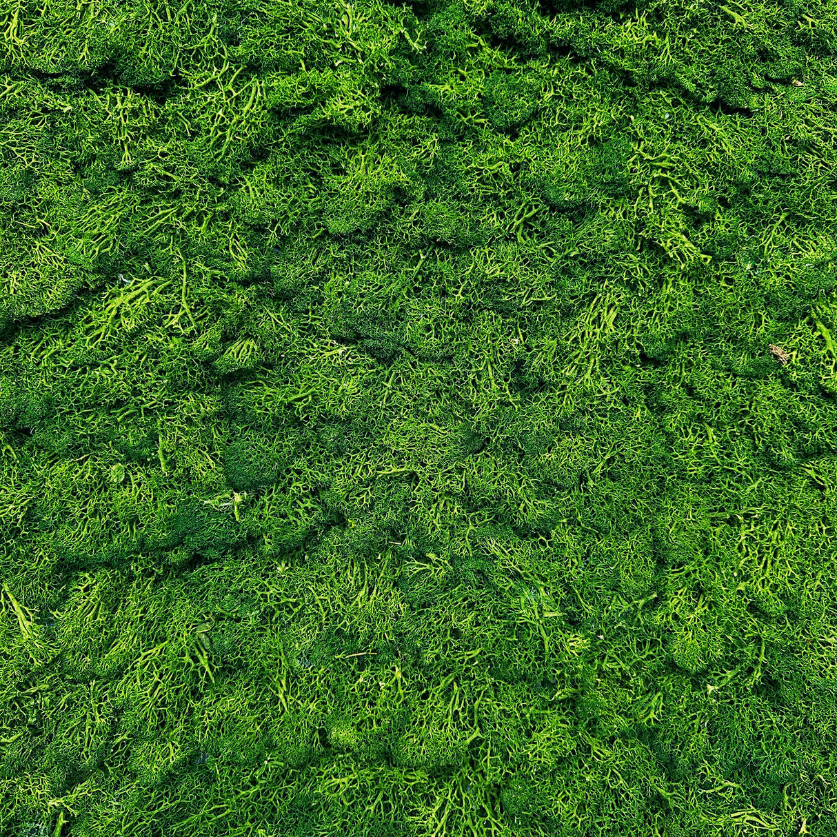 Preserved reindeer moss wall - forest green 0.5 x 2.15m self adhesive back