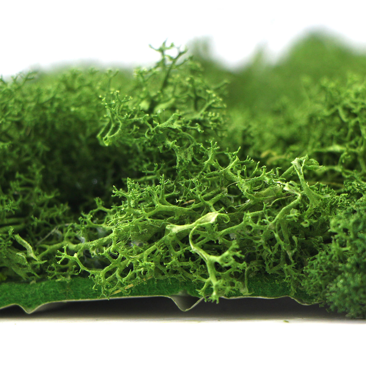 Preserved reindeer moss wall - forest green 0.5 x 2.15m self adhesive back