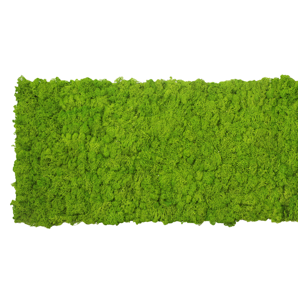 Preserved  reindeer moss panel - grass green 0.5 x 3m self adhesive back