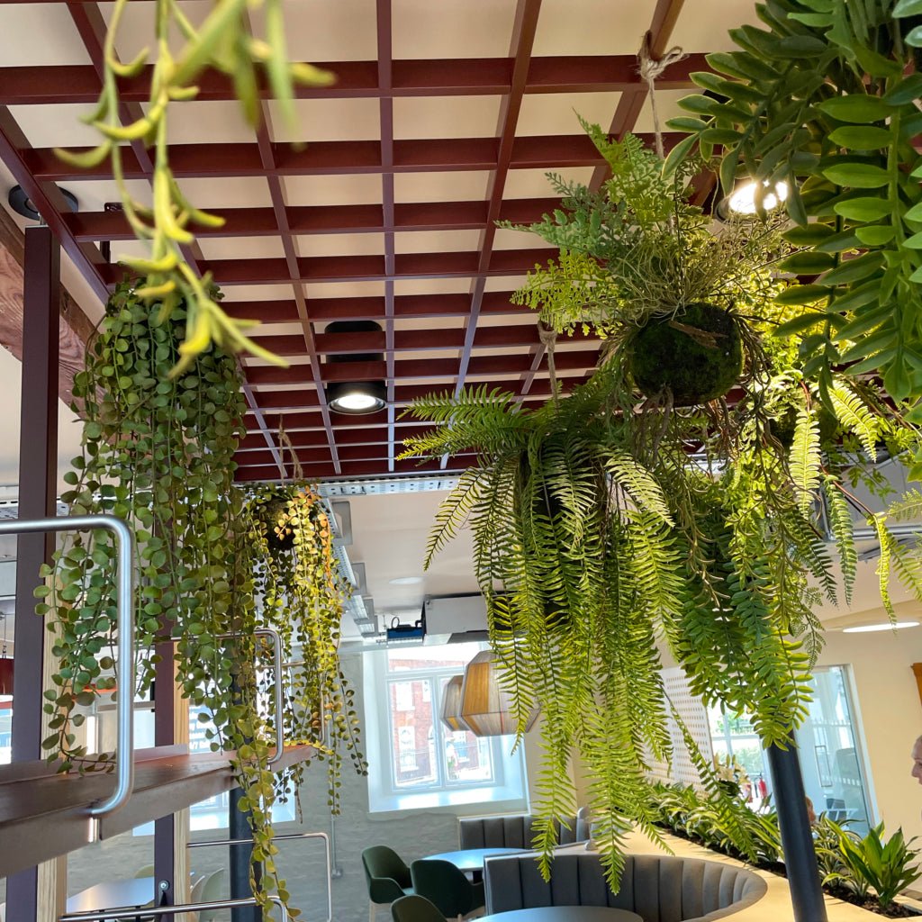 Hanging artificial fern kokedama set with long trailing fronds and green foliage