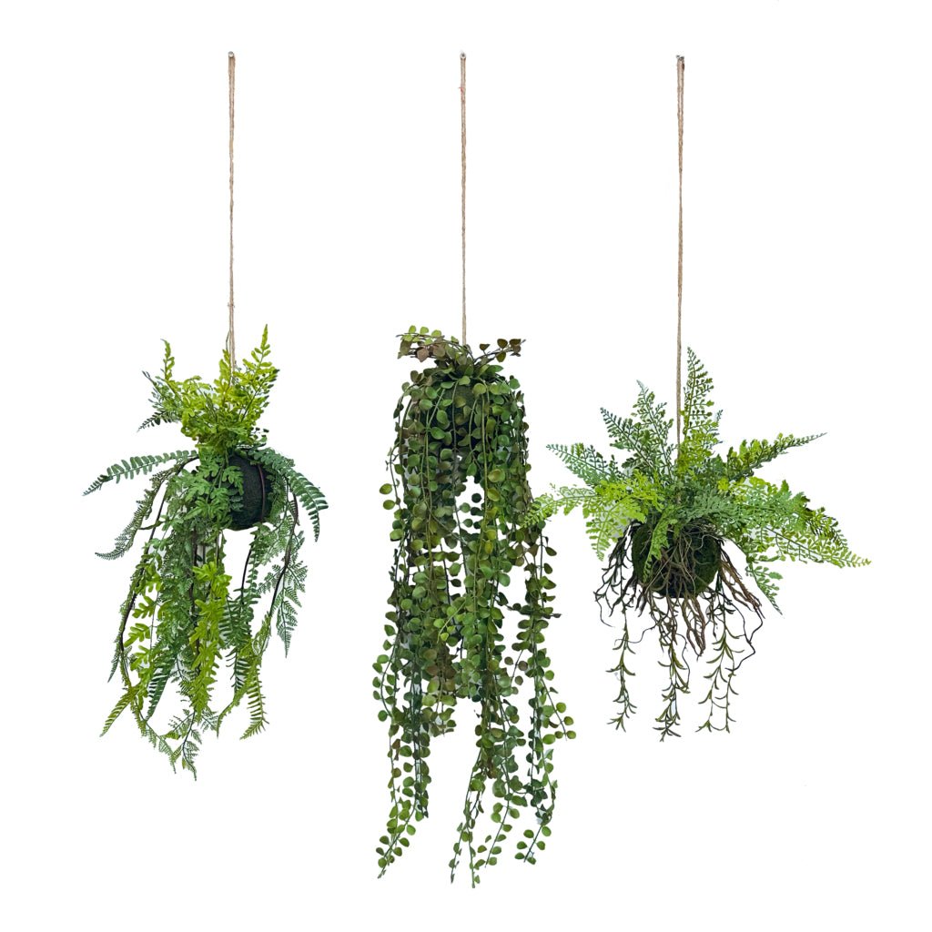 Set of three hanging fern kokedama spheres with trailing green foliage and twine