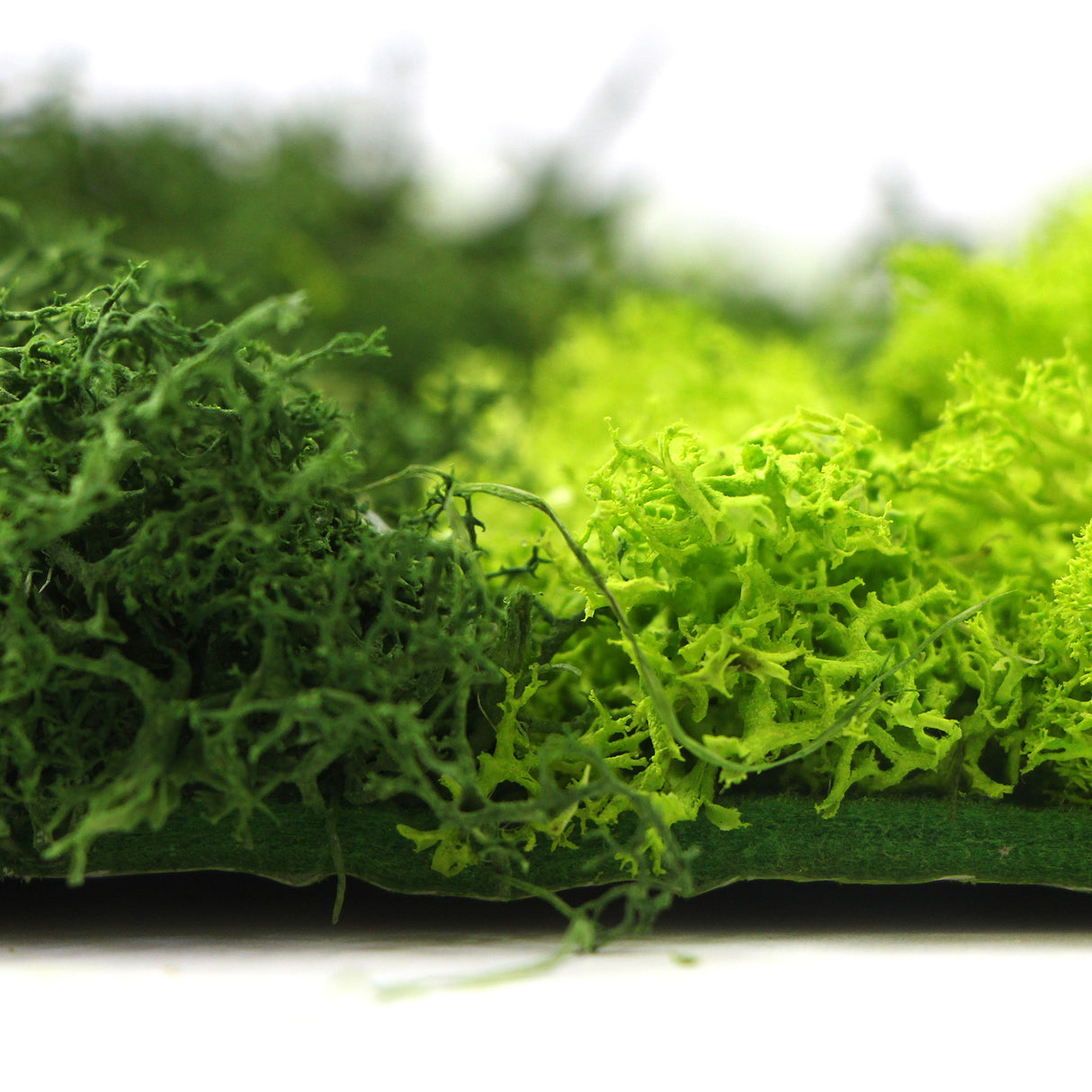 Preserved reindeer moss panel - patterned light green and forest green 0.5 x 3m self adhesive back