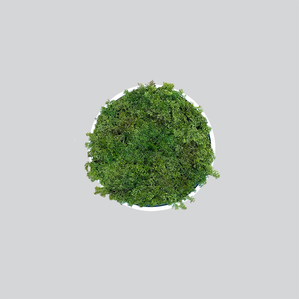 Circular artificial moss wall art panel, green moss on white MDF backing