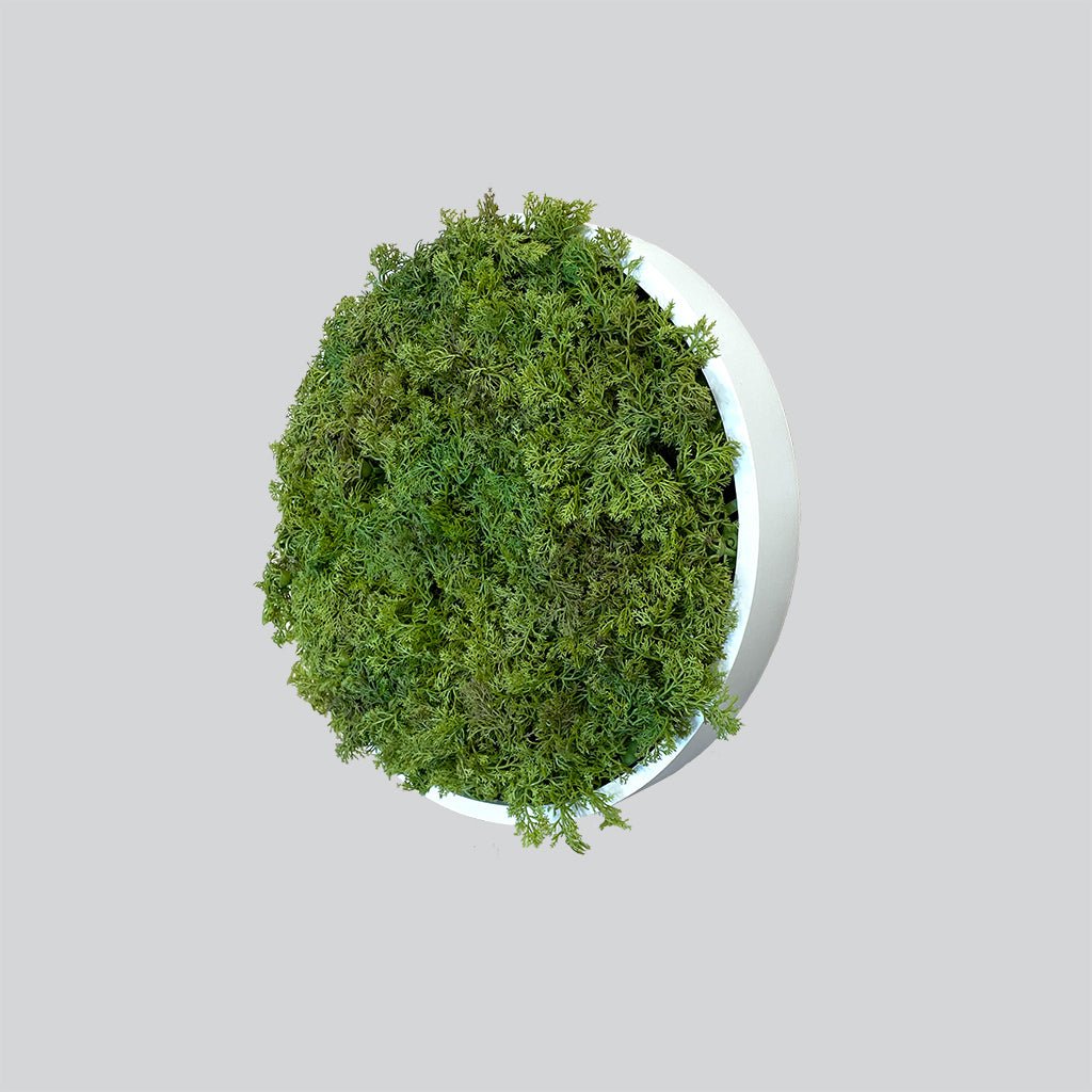 Circular artificial moss wall art panel, green moss with white side backing rim