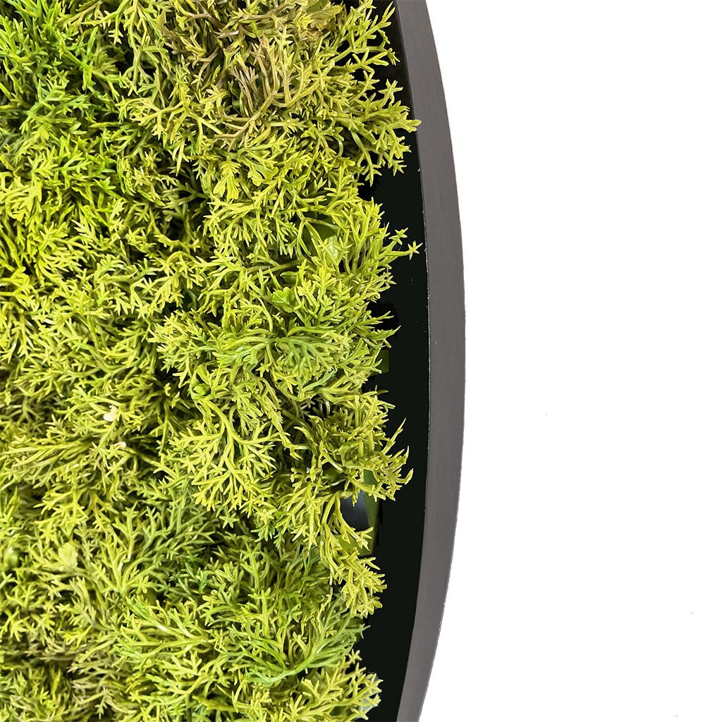 Circular moss wall art panel edge, dense green moss on dark MDF rim