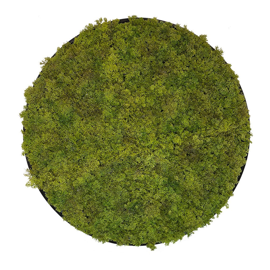 Circular moss wall art panel with dark border, green moss texture, MDF, 80 cm
