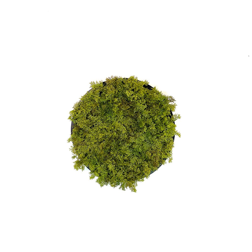 Circular artificial moss wall art panel with dark green moss on black MDF backing
