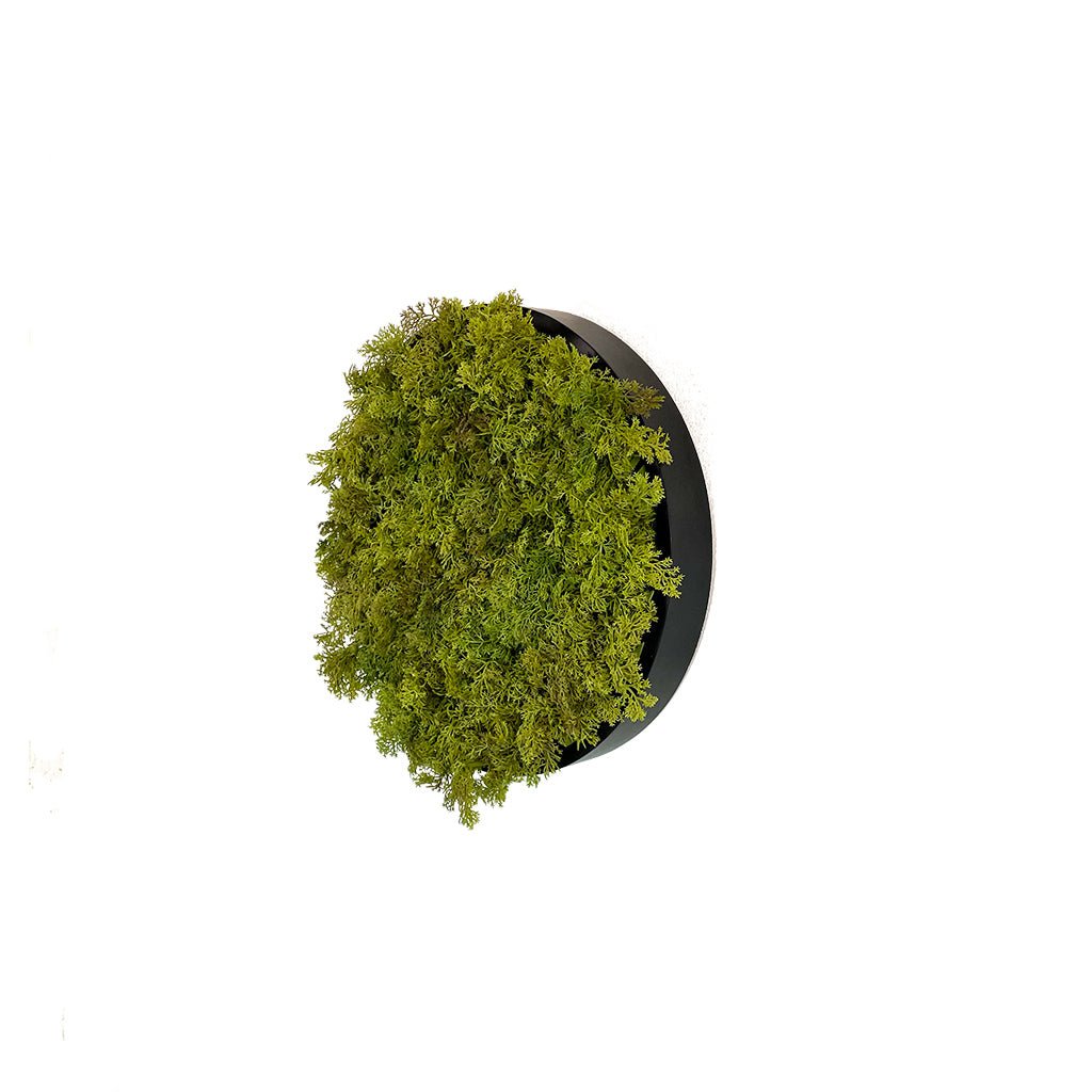 Circular artificial moss wall art panel side view, dark green moss on black backing