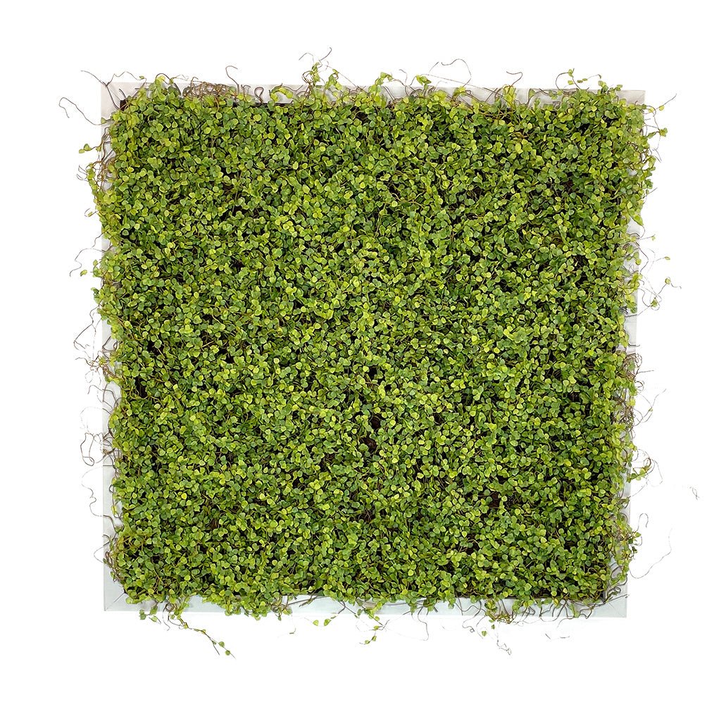 Square artificial moss wall panel on MDF backing, dense green foliage