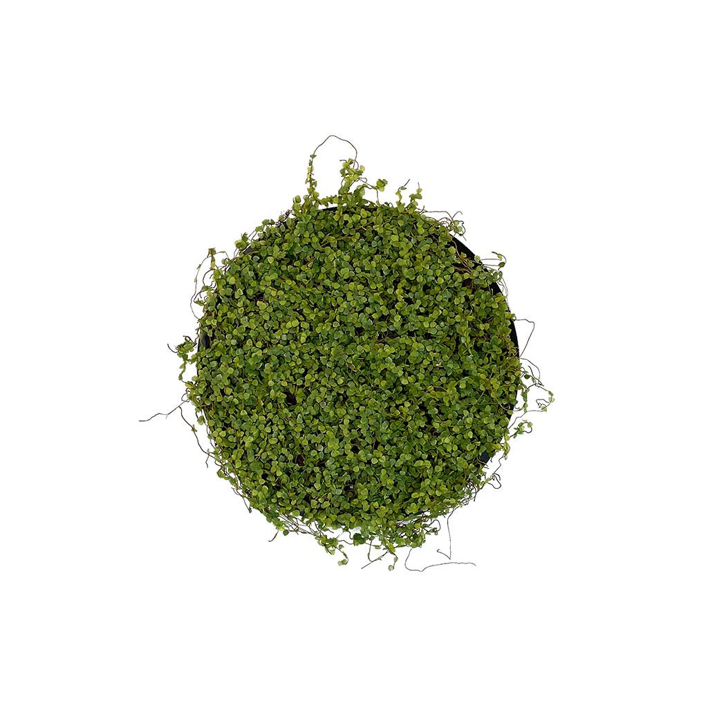 Artificial moss wall circular panel on dark MDF backing, full view