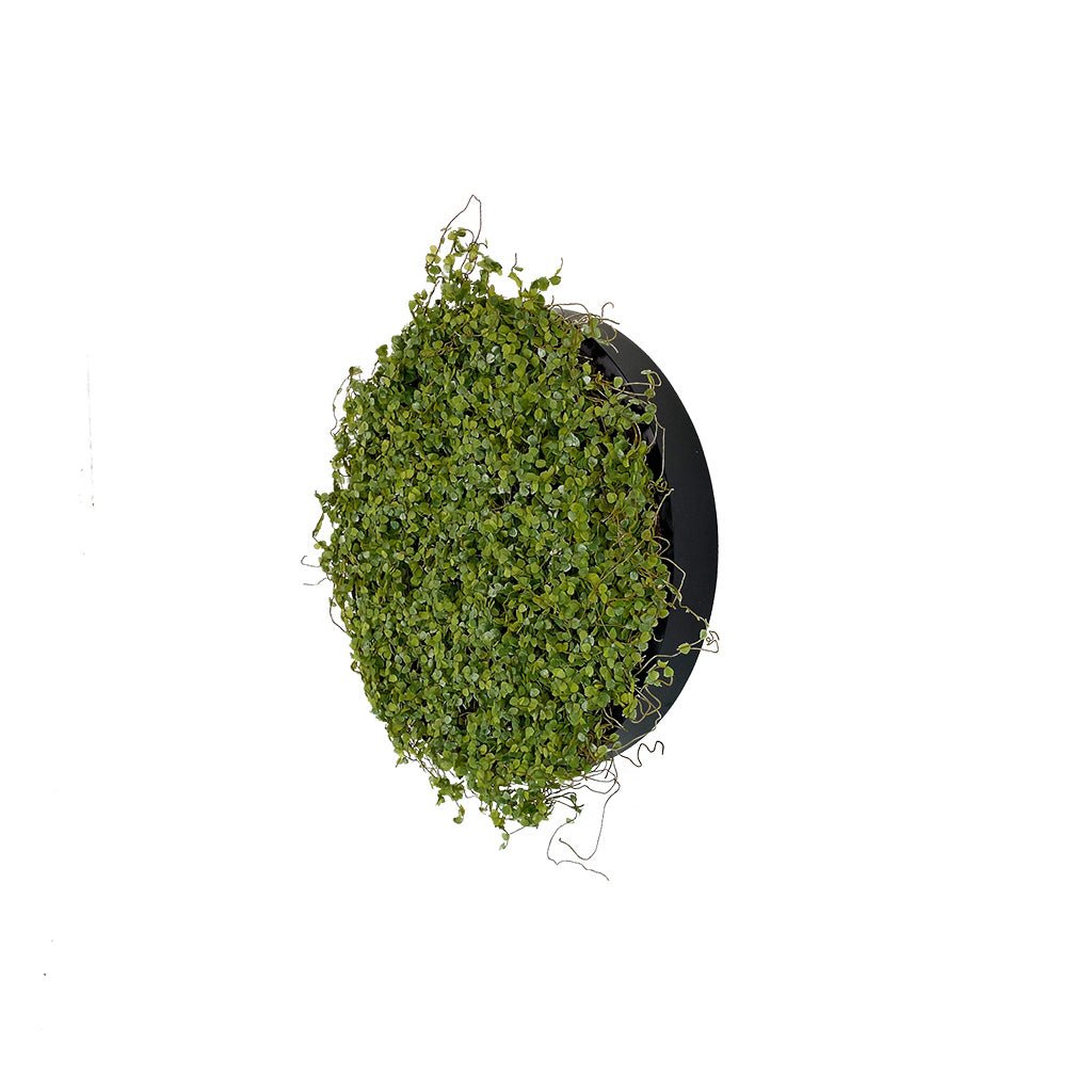 Artificial moss wall circular panel on dark MDF backing, 30cm