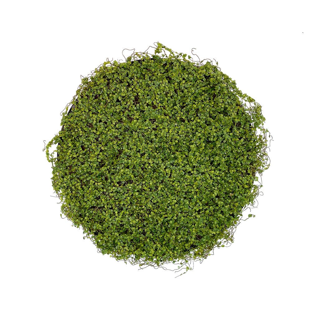 Artificial twig moss wall panel, green faux moss on black backing