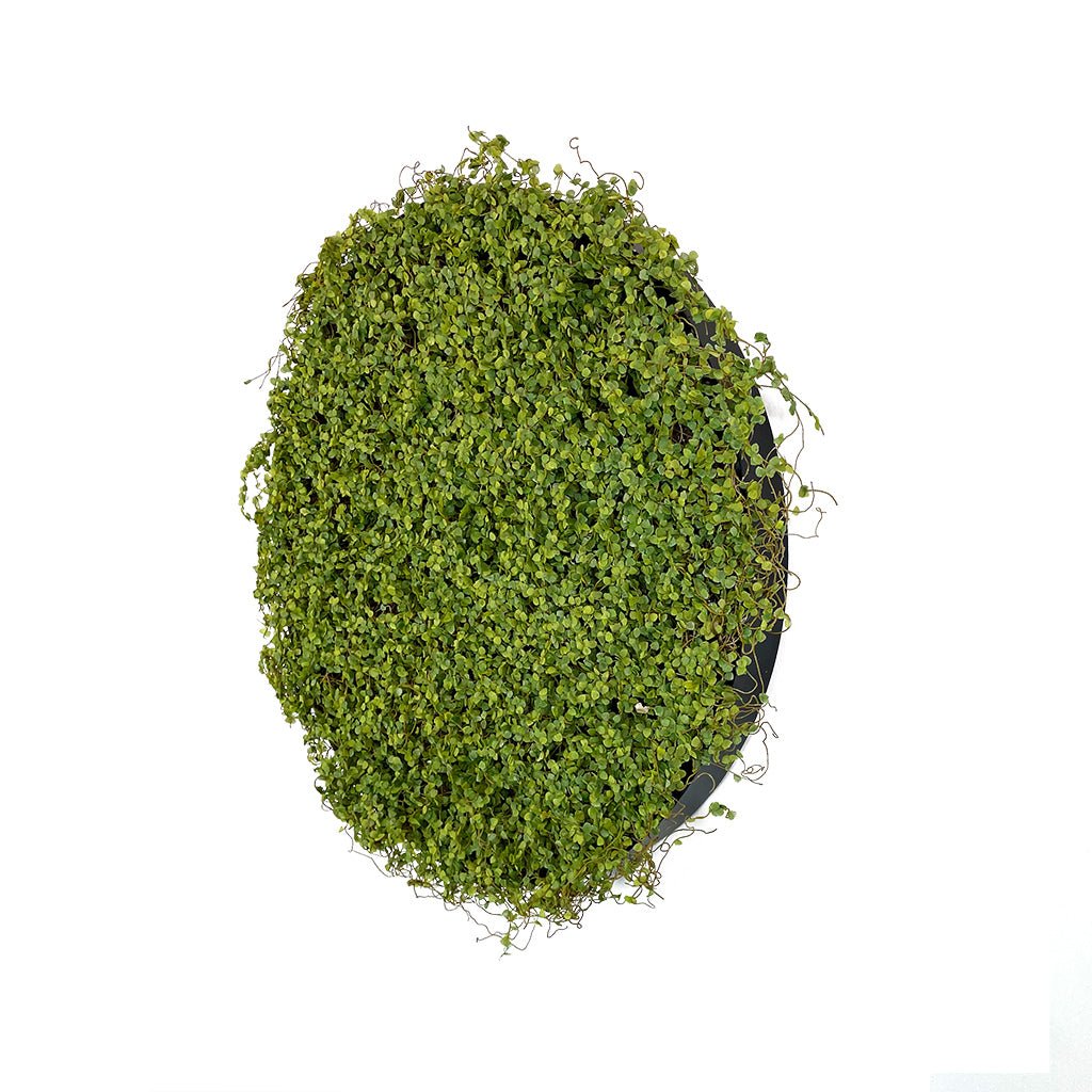 Artificial twig moss wall panel, oval view of green faux moss with dark backing