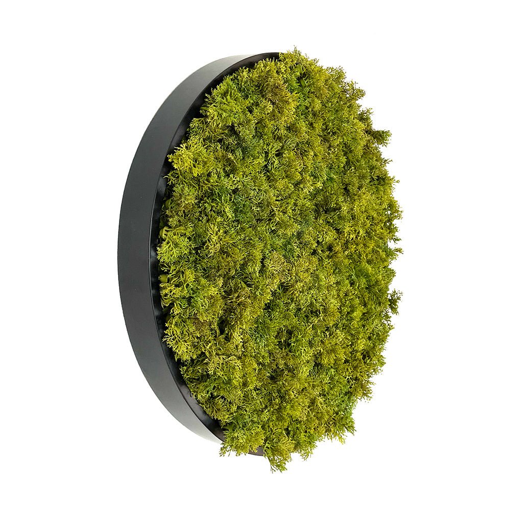 Artificial reindeer moss wall panel, green moss in black circular MDF frame