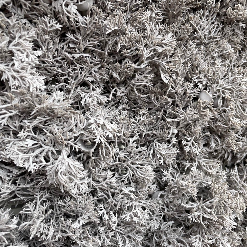 Grey reindeer moss panel close-up, dense wiry tips with textured pile