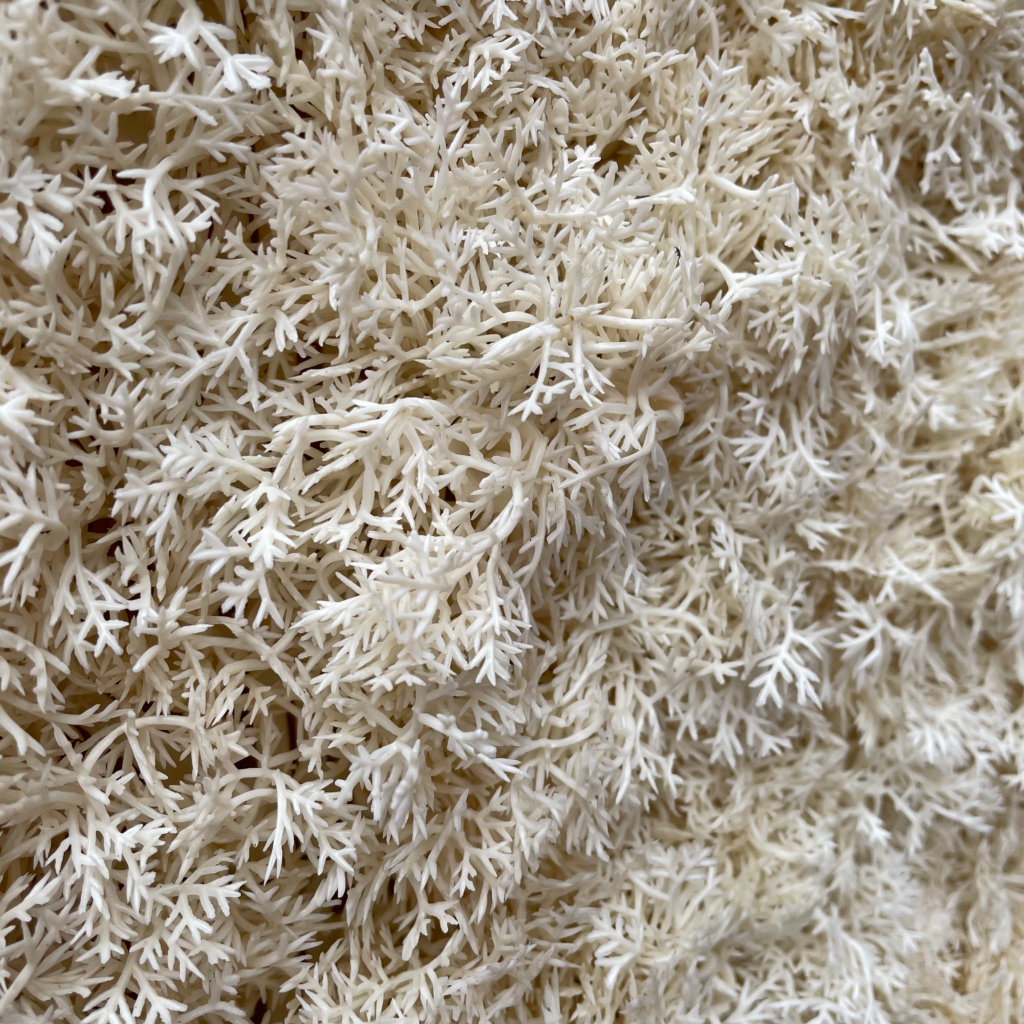 Artificial FR white reindeer moss panel - 100x100cm