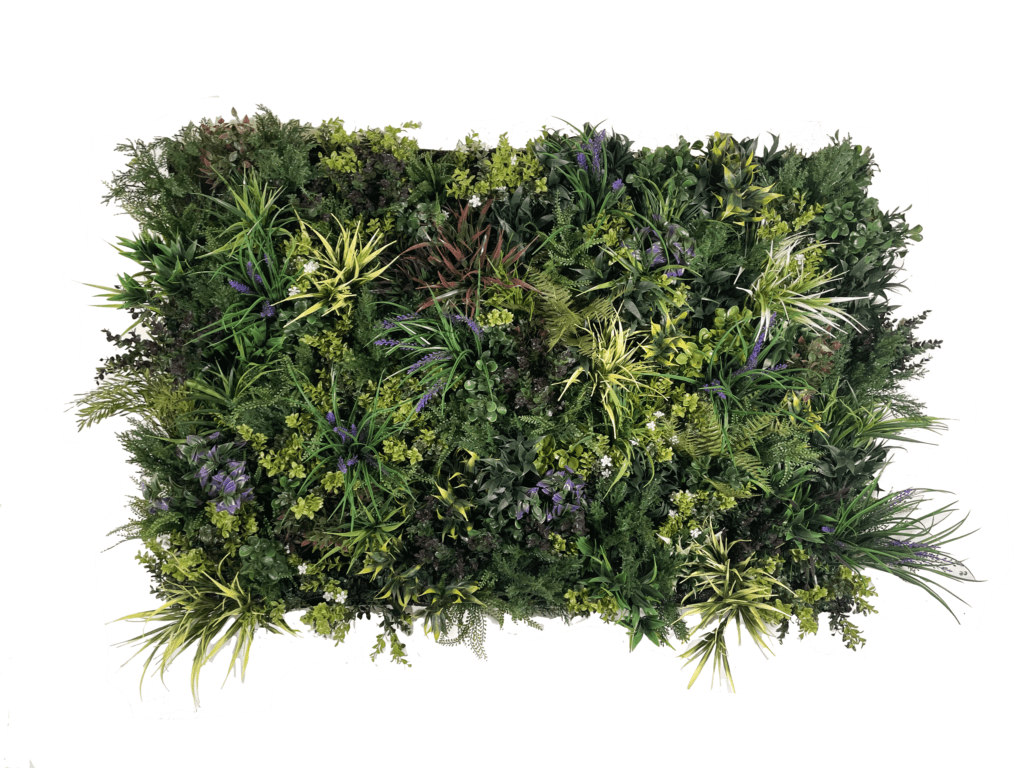 Dense mat of green plants with scattered purple foliage