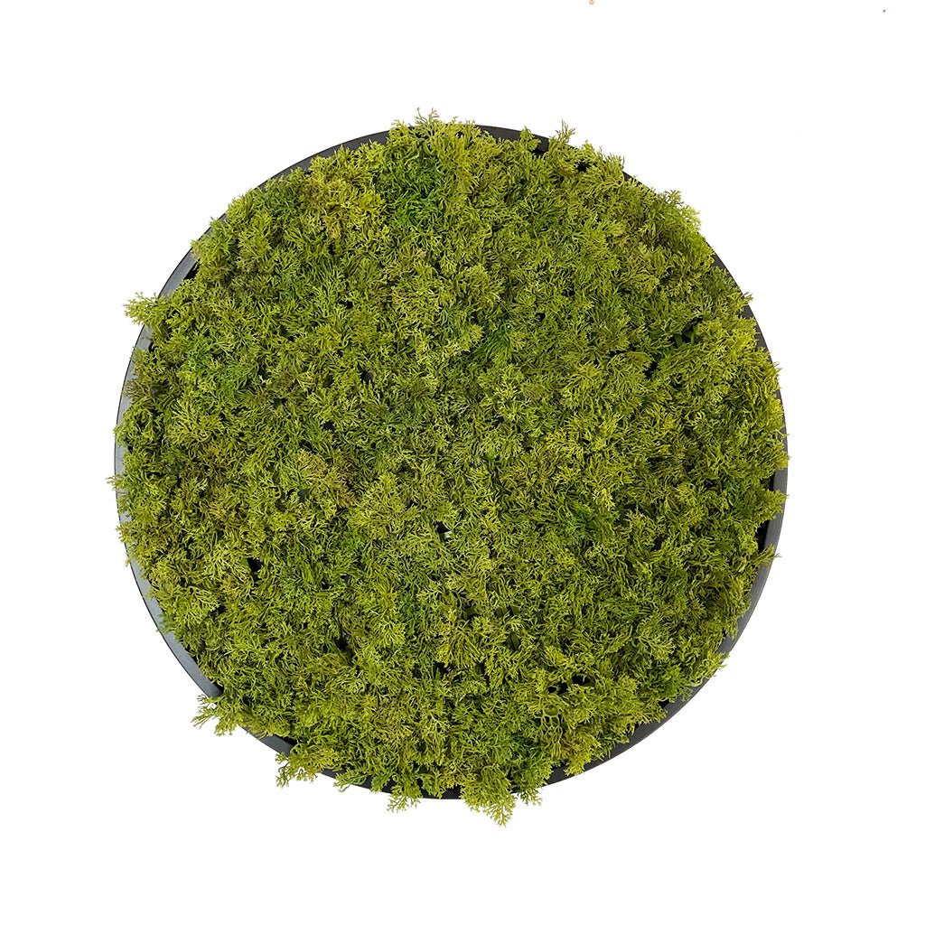 Artificial reindeer moss wall panel, circular green moss on black MDF backing (50cm)