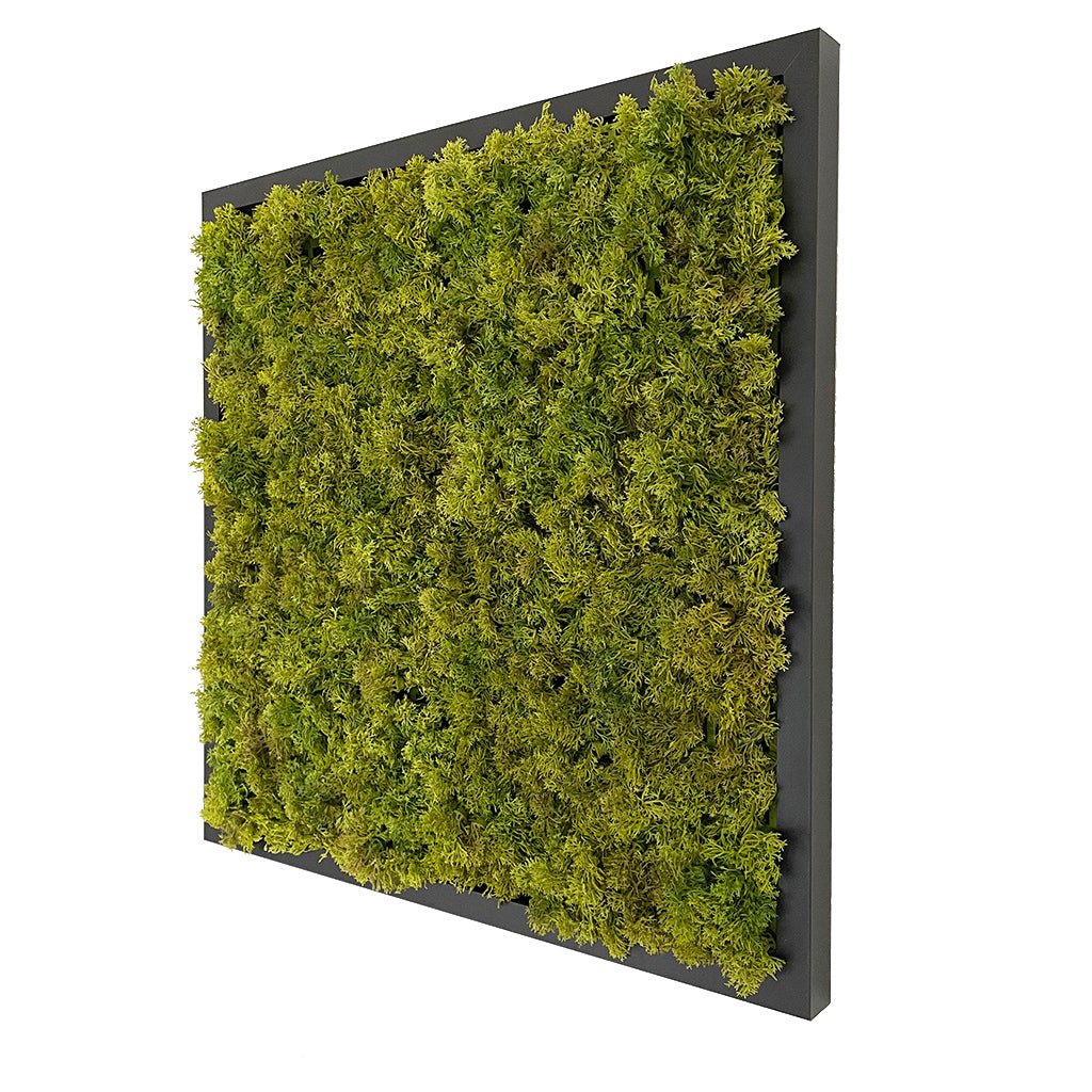 Artificial reindeer moss square panel on black MDF frame, angled view